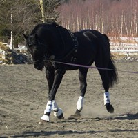 12-v Inter- tasoinen musta ruuna